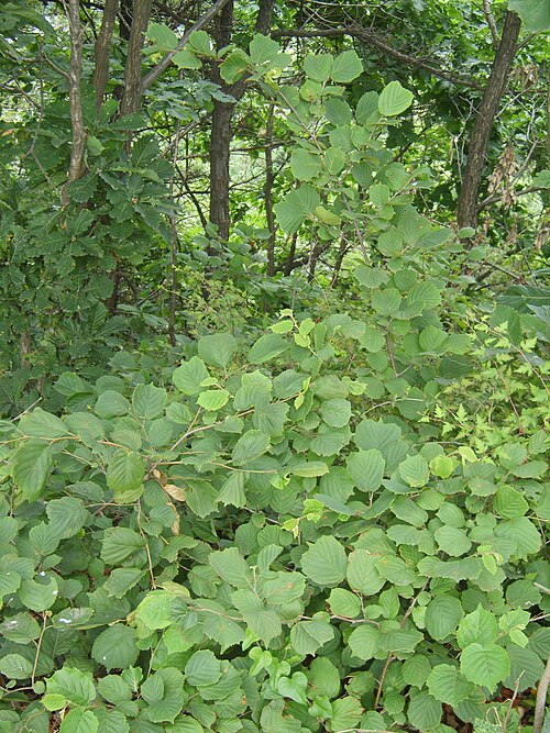 File:Corylus heterophylla.JPG