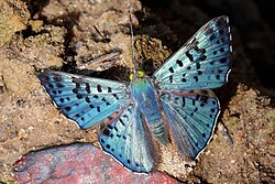 268 butterfly speciesfrom the Neotropical Realm