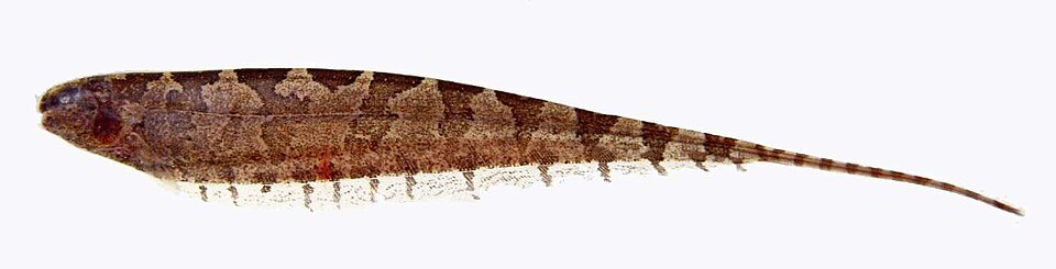 File:Hypopomidae Steatogenys elgans (cropped).jpg