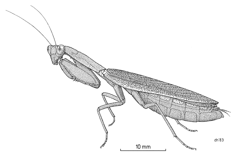 File:MANT Mantidae Orthodera novaezealandiae.png