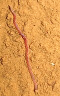 Namanereis canariarum is one of the multiple polychaete species which inhabit caves