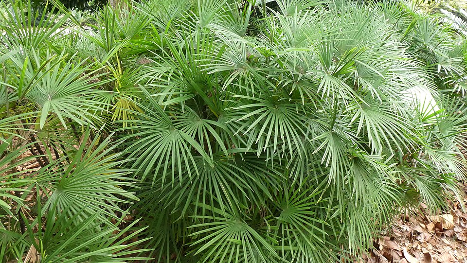 File:P1010463 Rhapis multifida.jpg