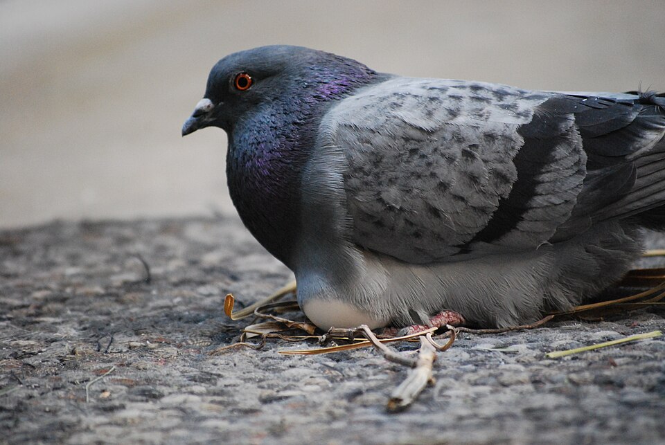 File:PigeonMexicoCity 04.JPG