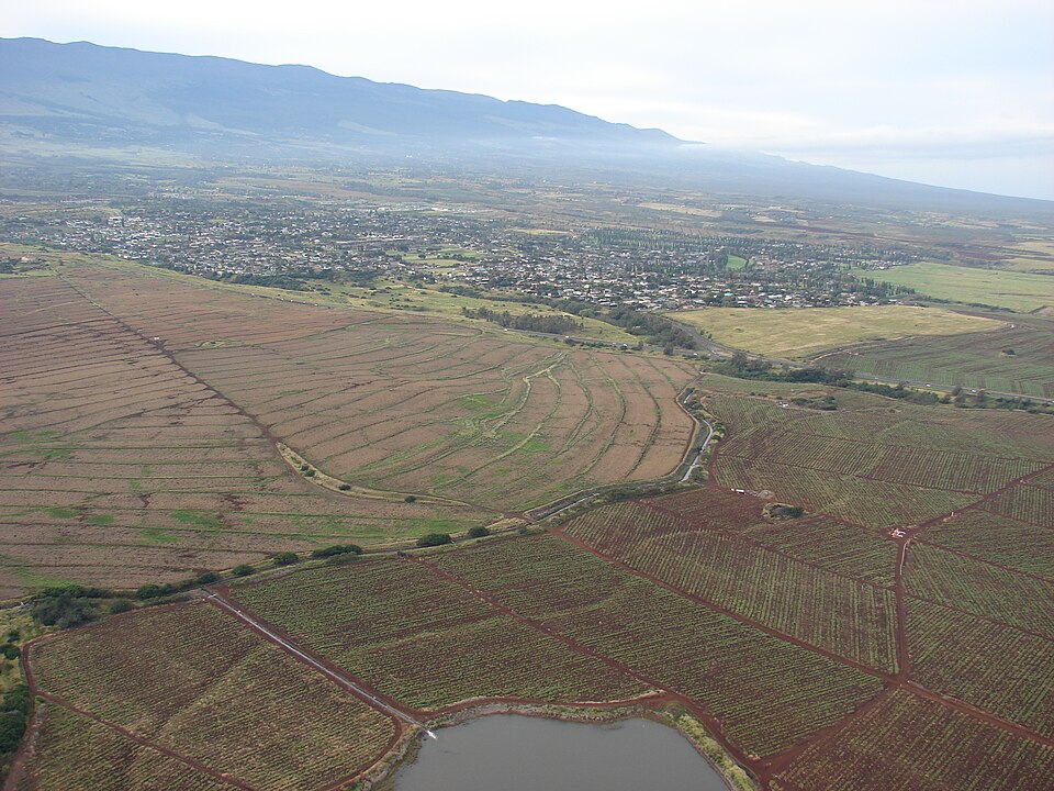 File:Starr-090413-5788-Ananas comosus-abandoned fields-Hamakua Ditch Pukalani-Maui (24858050391).jpg