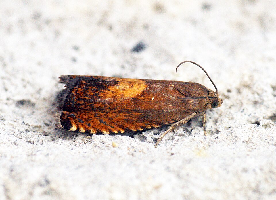 File:(1233) Pammene aurita (14670934612).jpg
