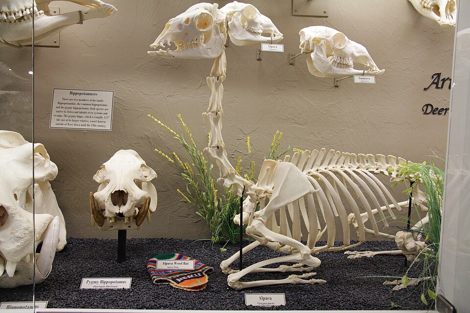 File:Alpaca skeleton.jpg