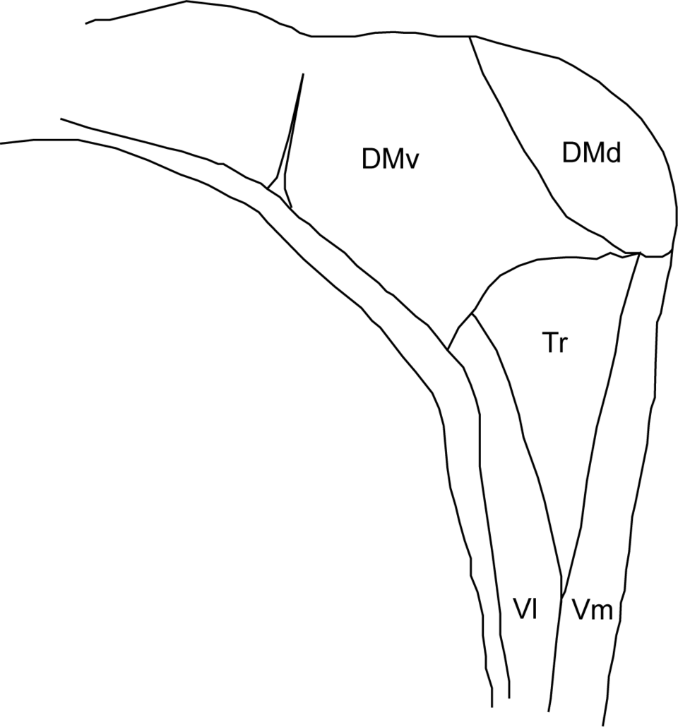 File:Avian hippocampus.png