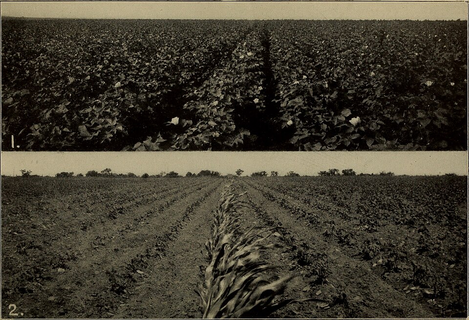 File:Bulletin (1904) (19807535823).jpg