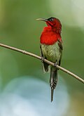 Image 56The crimson sunbird (Aethopyga siparaja) is a species of bird native in Bangladesh. The pictured specimen was photographed at Modhutila Eco-Park in Sherpur District.Photo Credit: Masud Rana
