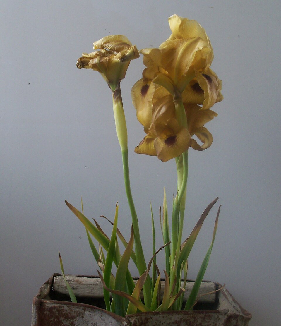 File:Iris aurantiaca in southern Syria.jpg