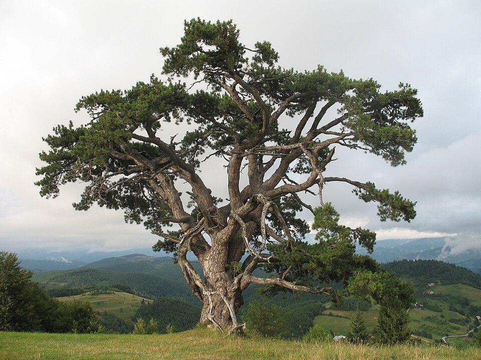File:Kamena Gora Bor1.jpg