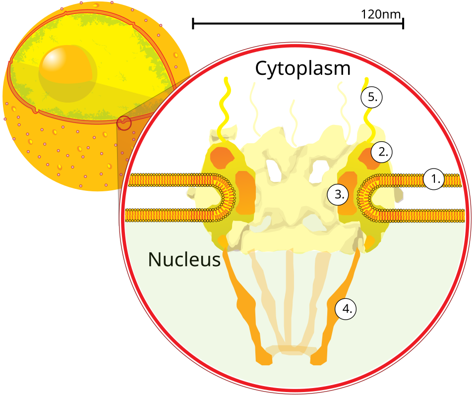 File:NuclearPore crop.svg