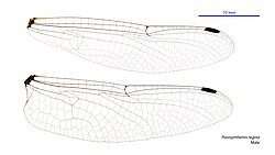 Male wings