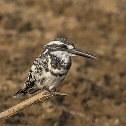 Pied kingfisher (Ceryle rudis leucomelanurus) male