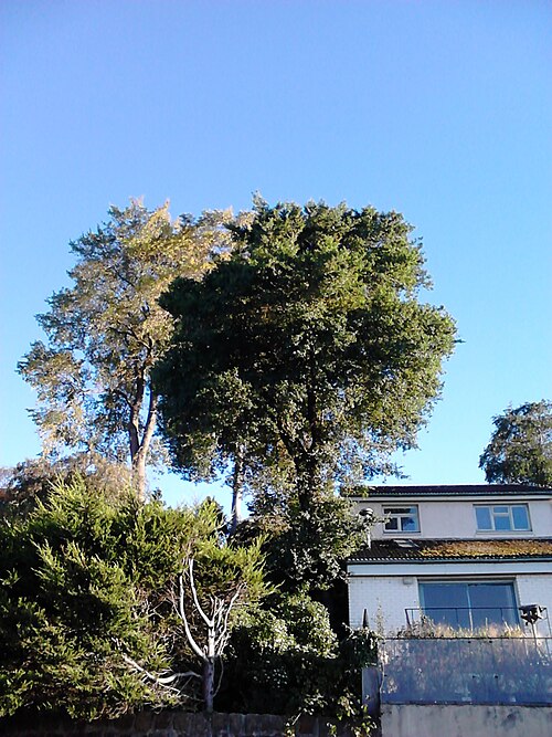 File:Possible Ulmus 'Myrtifolia'. Edinburgh (1).jpg