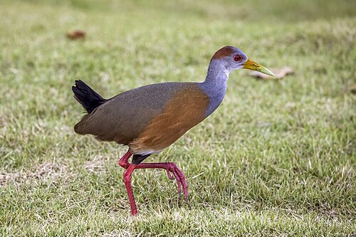 Russet-naped wood-rail Aramides albiventris albiventris Belize
