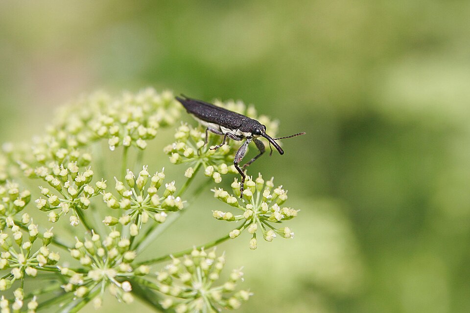 File:Weevil.jpg