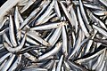 Anchovies_(4122029675)