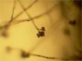 Thumbnail for version as of 20:15, 29 April 2009