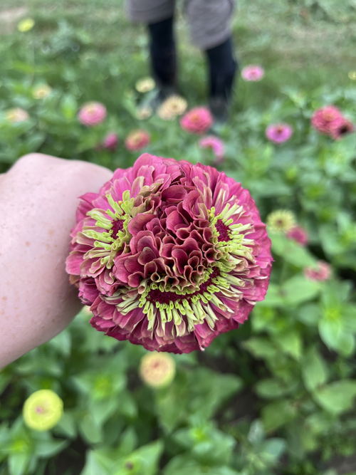 File:Fasciated smiley-face zinnia.png