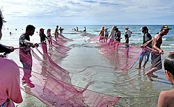 A long net going from the shore to the ocean being carried by a line of people along each side