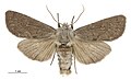 Thumbnail for version as of 00:56, 1 June 2017