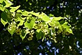 Thumbnail for version as of 14:36, 21 June 2008