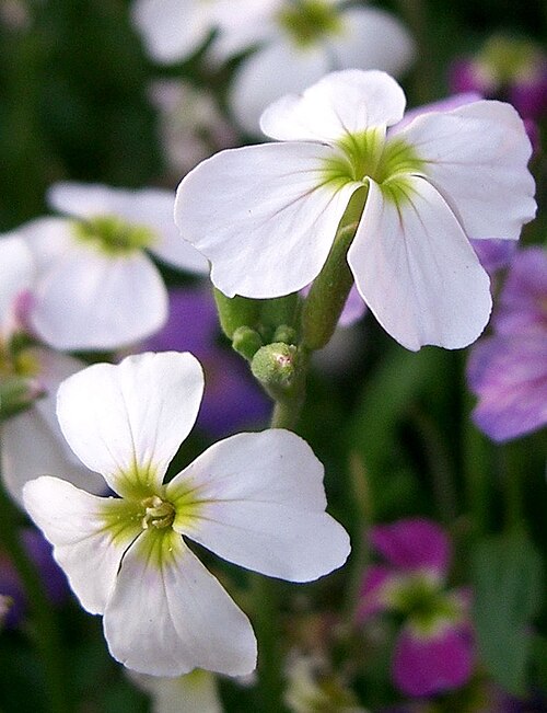 File:Malcolmia maritima3.jpg