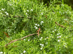 Eastern redcedar
