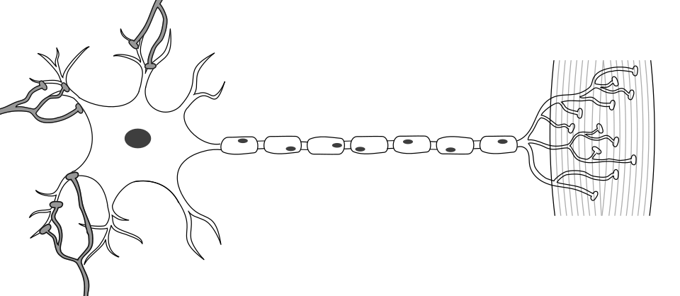 File:Motoneuron.svg