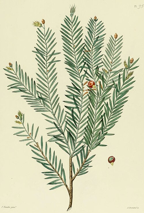 File:Nouvelle iconographie fourragère (cropped).jpg