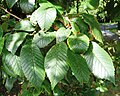 Ulmus leaves, Tenantry Rd, Brighton