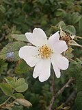 Rosa tomentosaclose-up