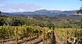 Sonoma Mountain Vineyard