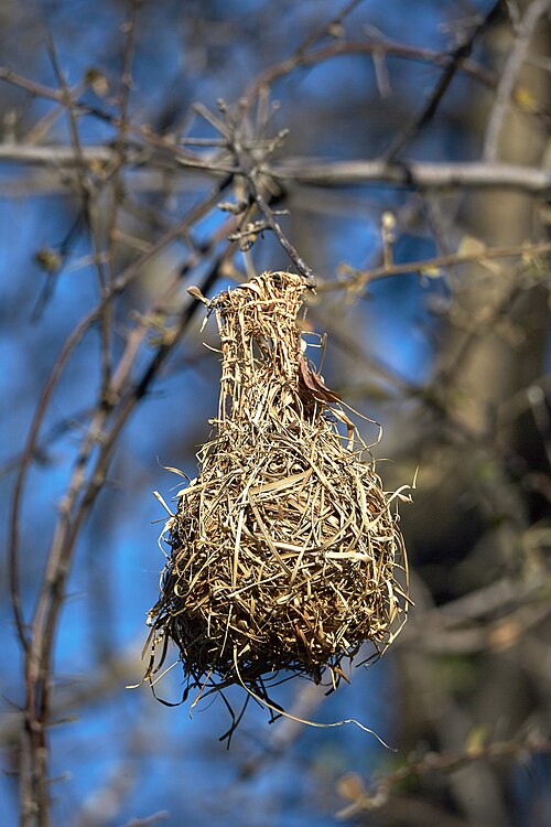 File:Southern Masked Weaver Nest 2019-07-28.jpg