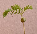 Seedling