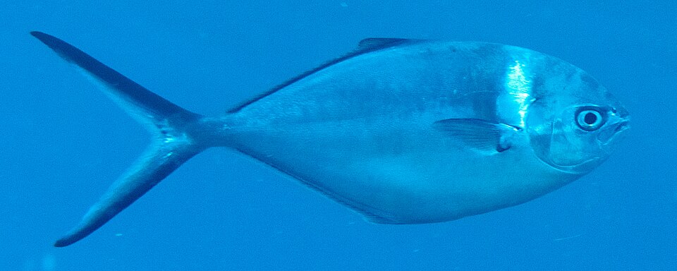 File:Trachinotus stilbe 428078689 (cropped).jpg