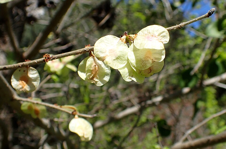 File:Ulmus canescens kz3.jpg