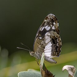 White-dotted crescent Castilia ofella Colombia