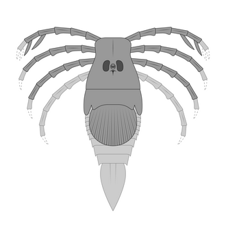 Megarachne was a large freshwater eurypterid from South America that was originally misidentified as a spider