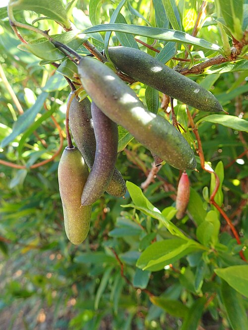 File:Billardiera fusiformis fruit.jpg