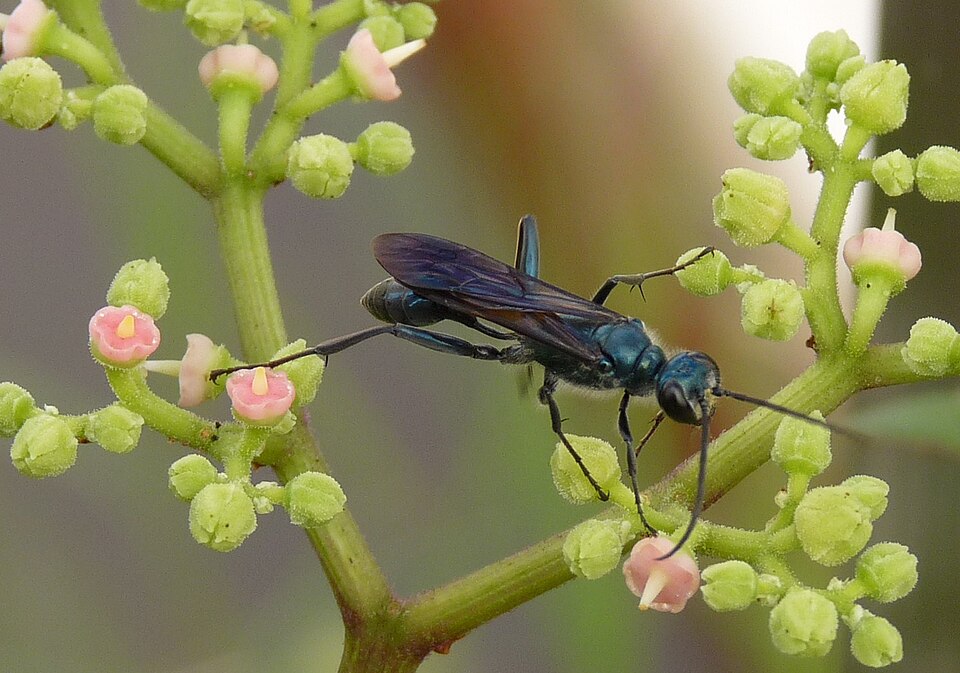 File:Chalybion japonicum.jpg