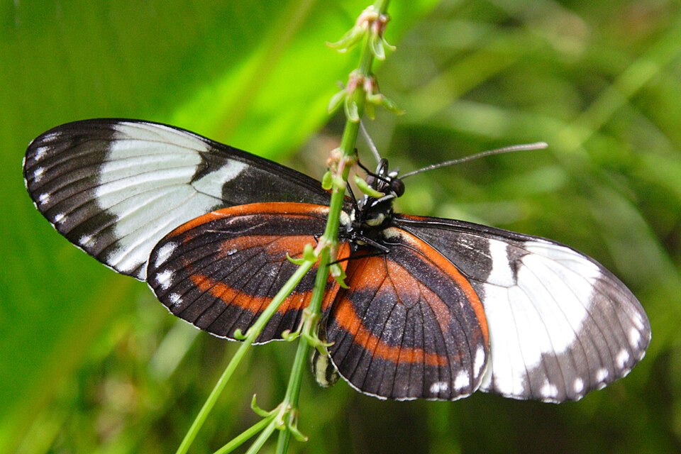 File:Cydno Longwing underside.JPG