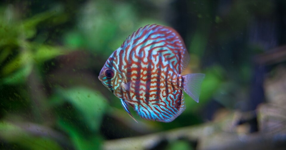 File:Desmond (a Red Turquoise Discus).jpg