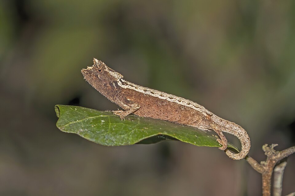 File:Domergue's leaf chameleon (Brookesia thieli) Andasibe.jpg