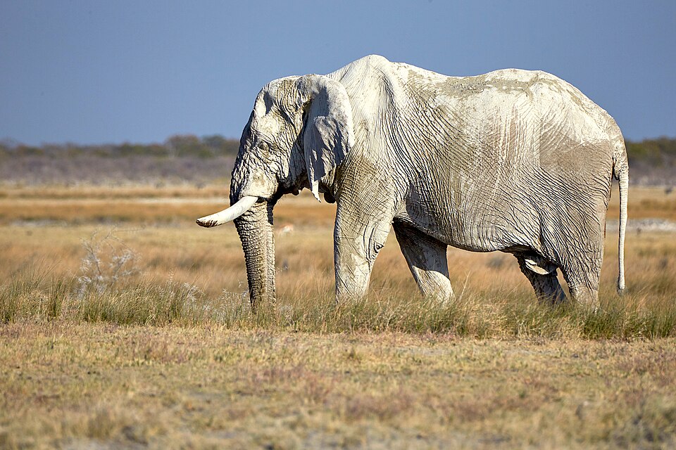 African bush elephant (loxodonta africana) old bull on his way to water near Namutoni in Etosha National Park Namibia