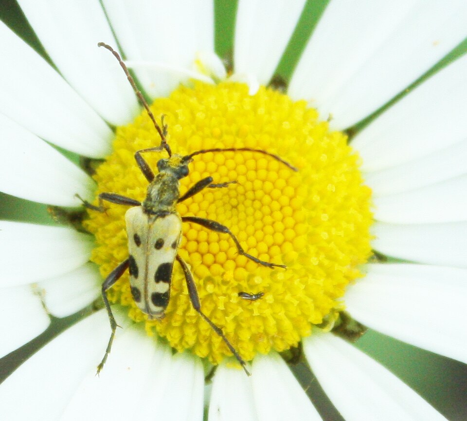 File:Evodinus monticola1.JPG