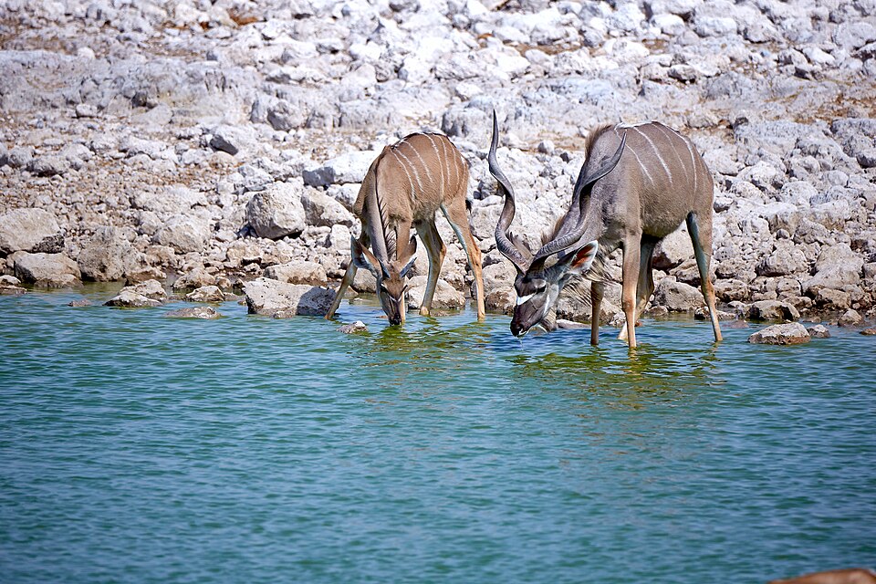 Greater kudu (tragelaphus strepsiceros) pair near Okaukuejo, Etosha, Namibia