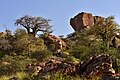 Baobab trees on Mapungubwe Hill