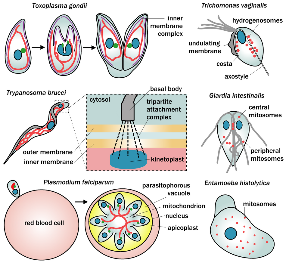 File:Mitochondrial dynamics in parasitic protists custom.png